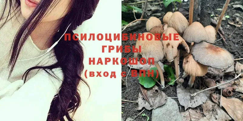 купить наркоту  Городовиковск  Псилоцибиновые грибы Psilocybine cubensis 